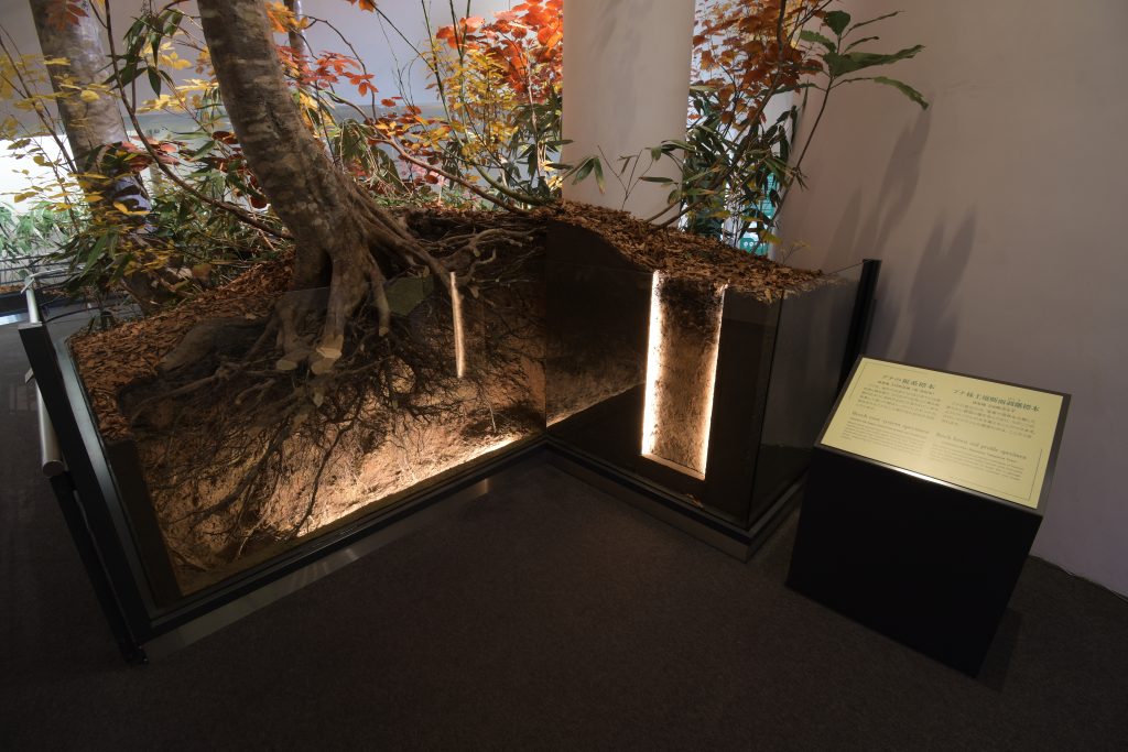 ブナの根と土壌標本